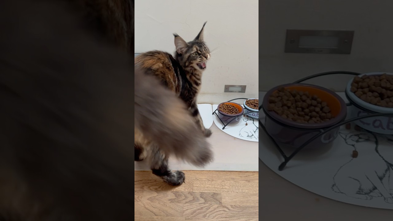 🦁💛&Scaron;elmička😻❤️ #cat #selmicka #lion #mainecoonkitten #mainecoon #cute #funnycat #sweet #cool