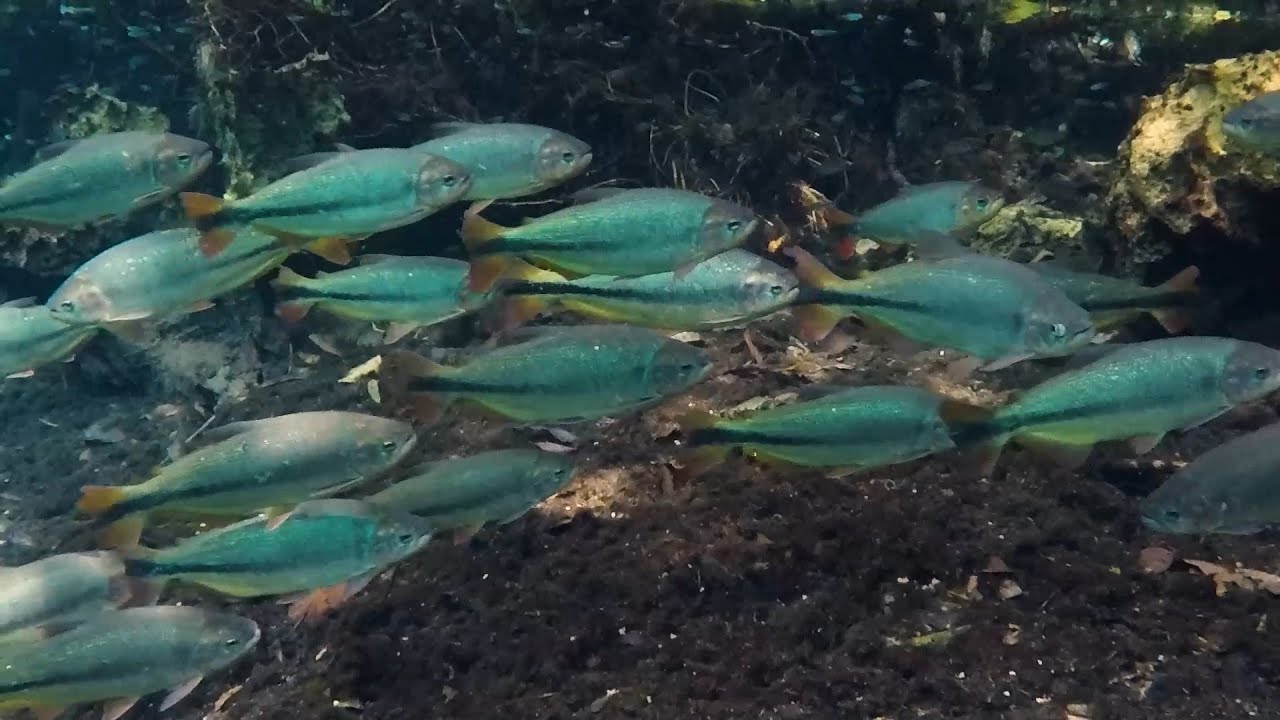 Brycon hilarii, Brycon microlepis: Piraputanga, School of freshwater fish, Rio da Prata