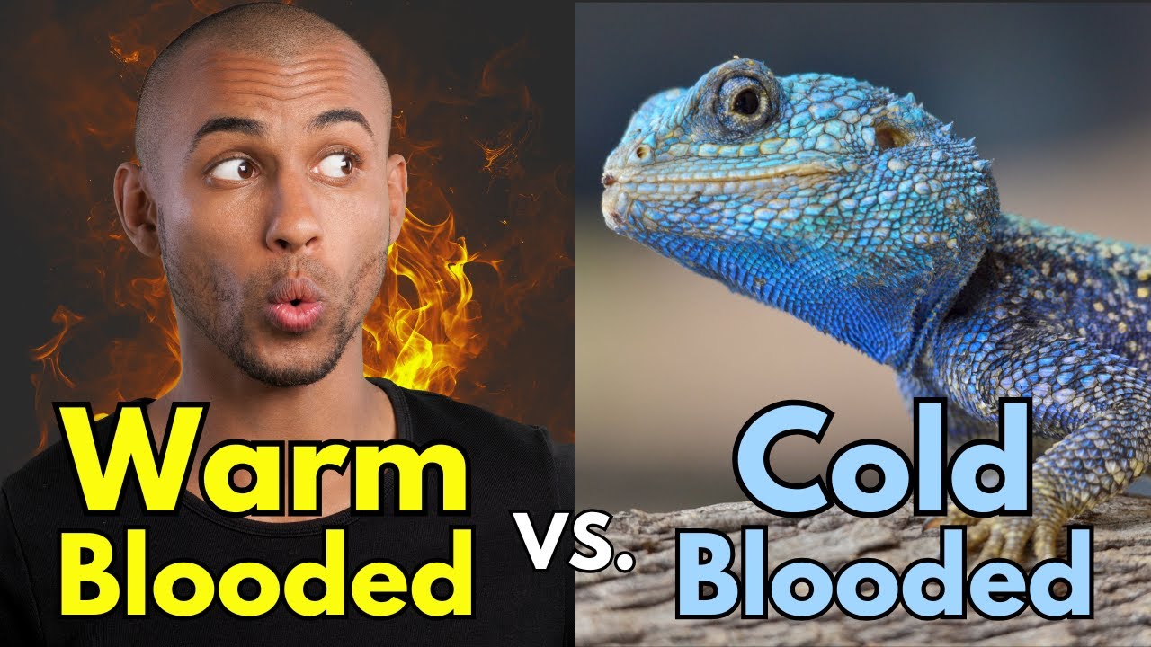 Why are we warm blooded?