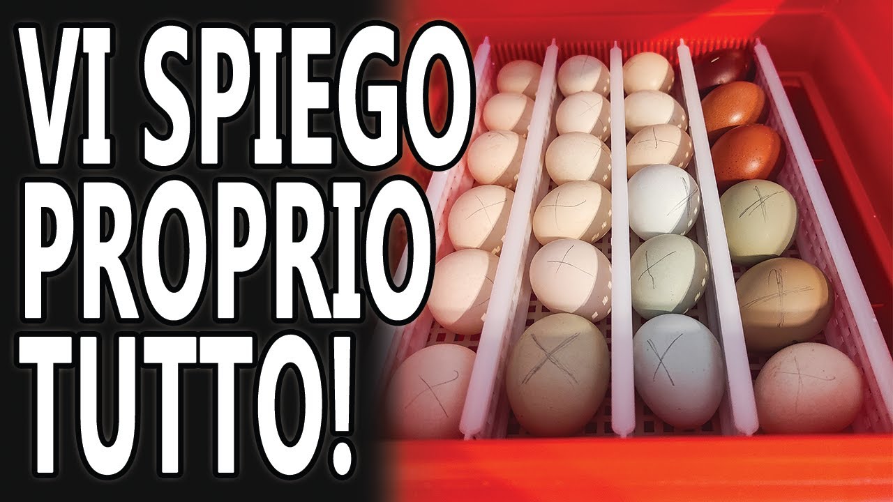 COME INCUBARE UOVA DI GALLINA IN CASA - COME FAR NASCERE PULCINI