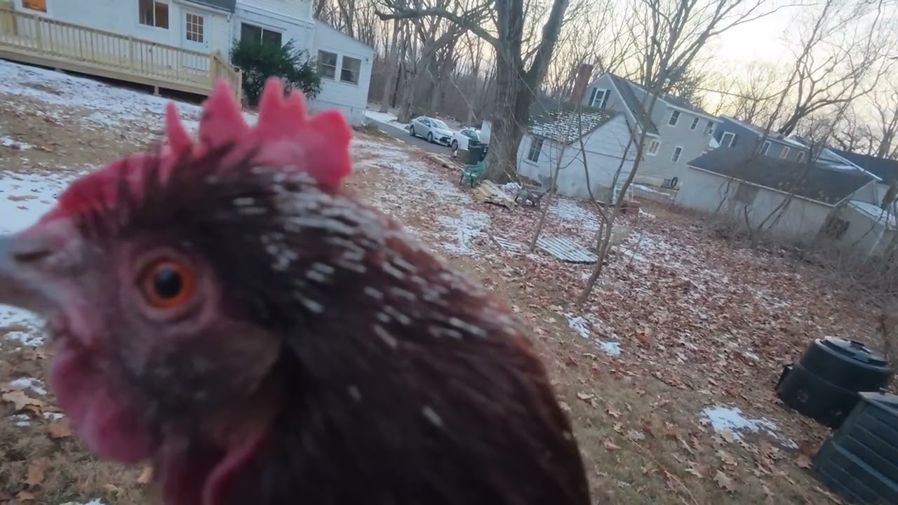 winter chicken observations
