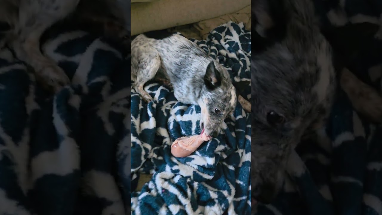 Dogs love raw meat!!!! 