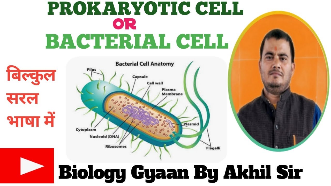 STRUCTURE OF PROKARYOTIC CELL / STRUCTURE OF BACTERIAL CELL
