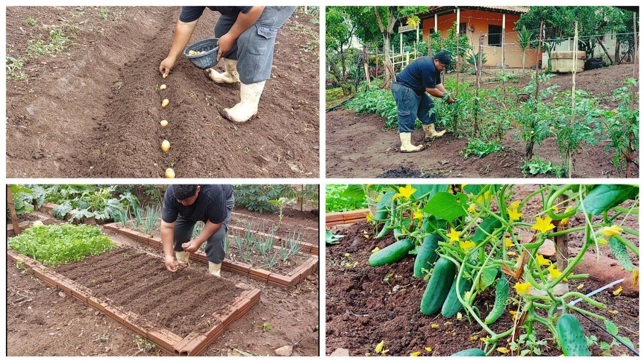 QUEM PLANTA COM AMOR COLHE COM FARTURA // PLANTEI BATATA INGLESA