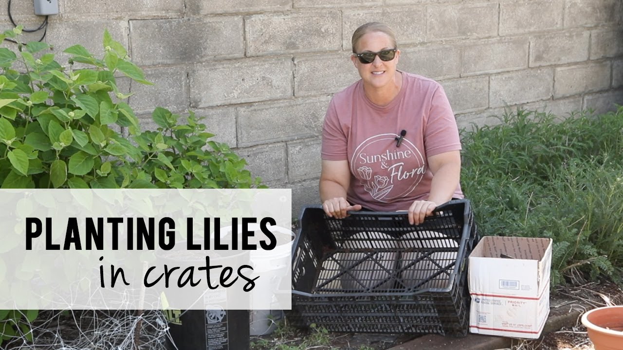 Planting Lilies in Crates