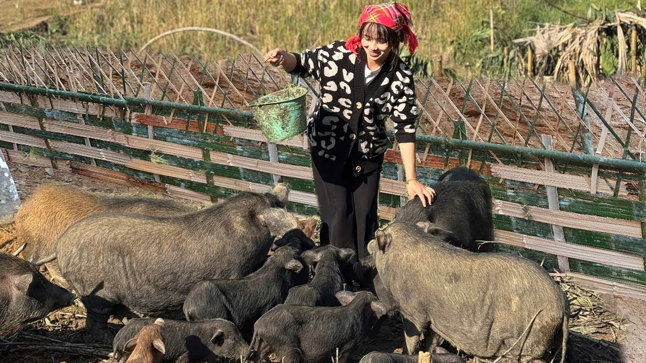 Build a wooden house - Make a bamboo fence for the pigs.