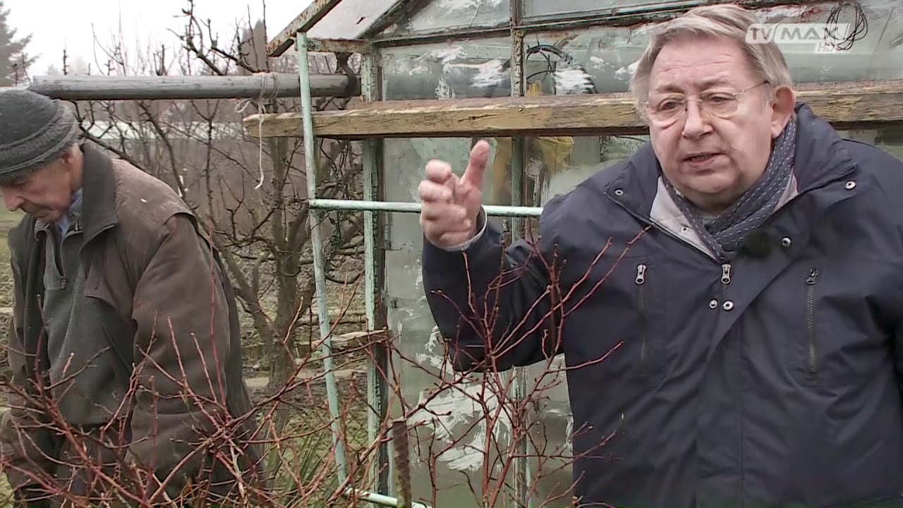 Ogród na miarę - 2019.03.02 - Przycinanie krzewów jagodowych