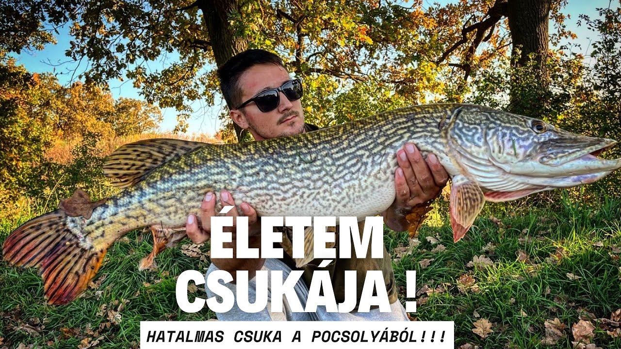SZÖRNY csuka a pocsolyából. Úszós csuka horgászat. The MONSTER pike.🐊 #fishing  #pike #fishingvideo