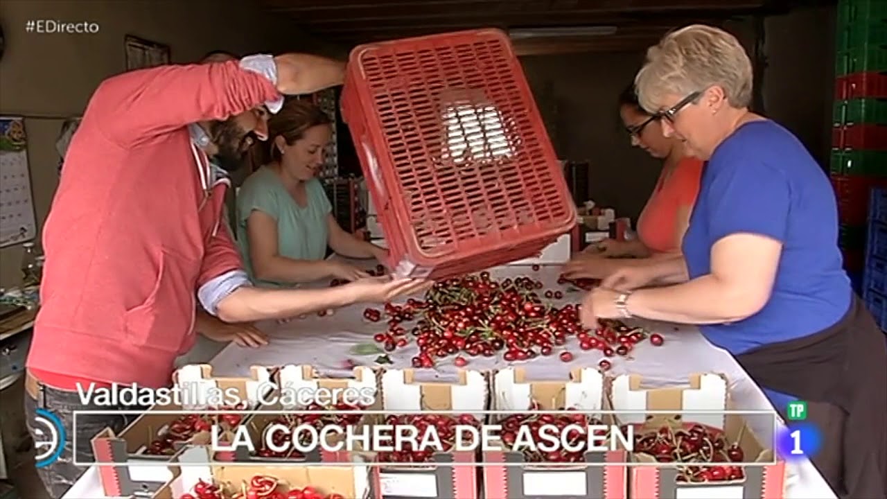 Recogida de cerezas  Valle del Jerte