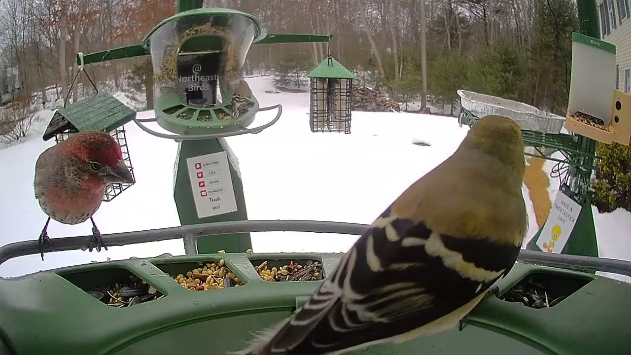 Super Triple Feeder in New England! Northern Flicker, Red Bellied, Downy Woodpeckers, Cardinals!