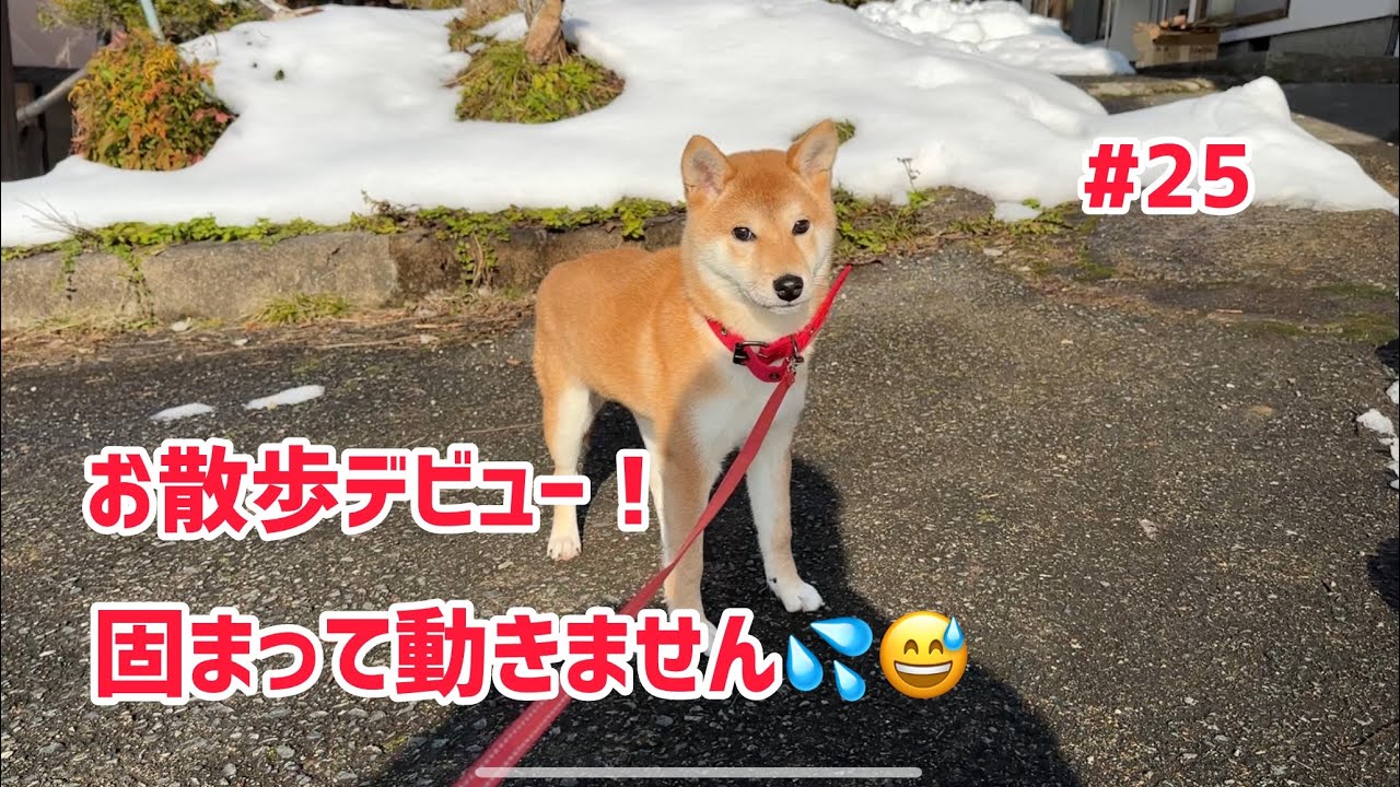 生後4ヶ月で初めての散歩デビュー！ずっと室内ケージでした💦 #古民家 #田舎暮らし #DIY #柴犬
