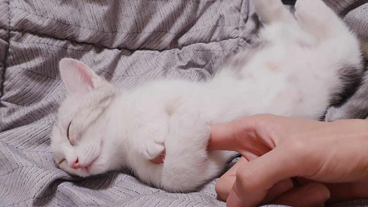 When I Tickle my sleeping kitten // 자고 있는 아기고양이를 간지럽혀 봤습니다