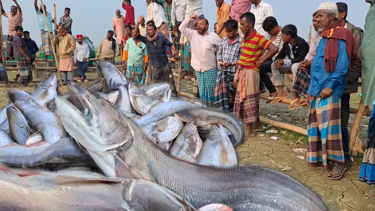 হাকালুকি হাওরে ধরা পরছে ২০ থেকে ২৫ কেজি ওজনের বিশাল বড় বড় বোয়াল মাছ।।Fishing,,Hakaluki,Haor,sylhet