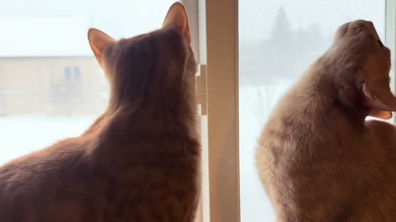 Житие мое - 1