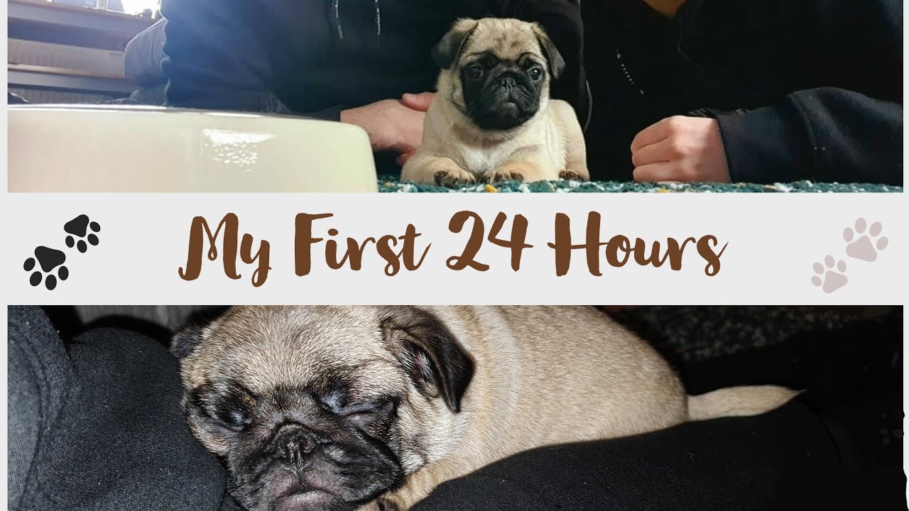 FIRST 24 HOURS WITH 8 WEEK OLD PUG PUPPY