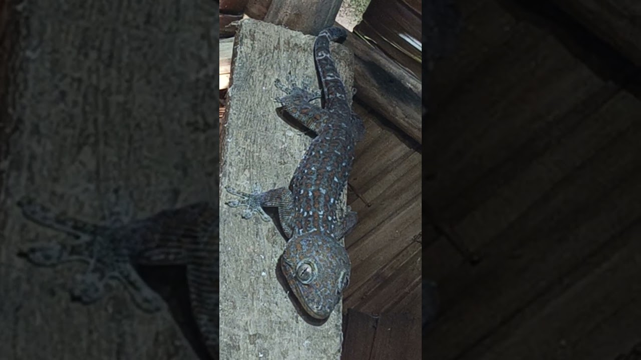 😱 Biggest gecko #viral #nature