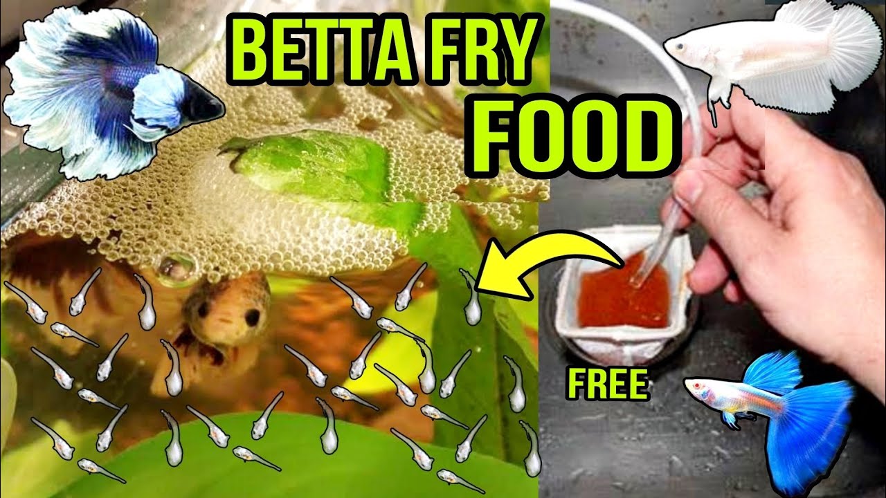 BETTA FRY BEST FOOD AND CARE A-Z FULL GUIDE IN HINDI | BETTA FISH BREEDIG | FIGHTER FISH BREEDING