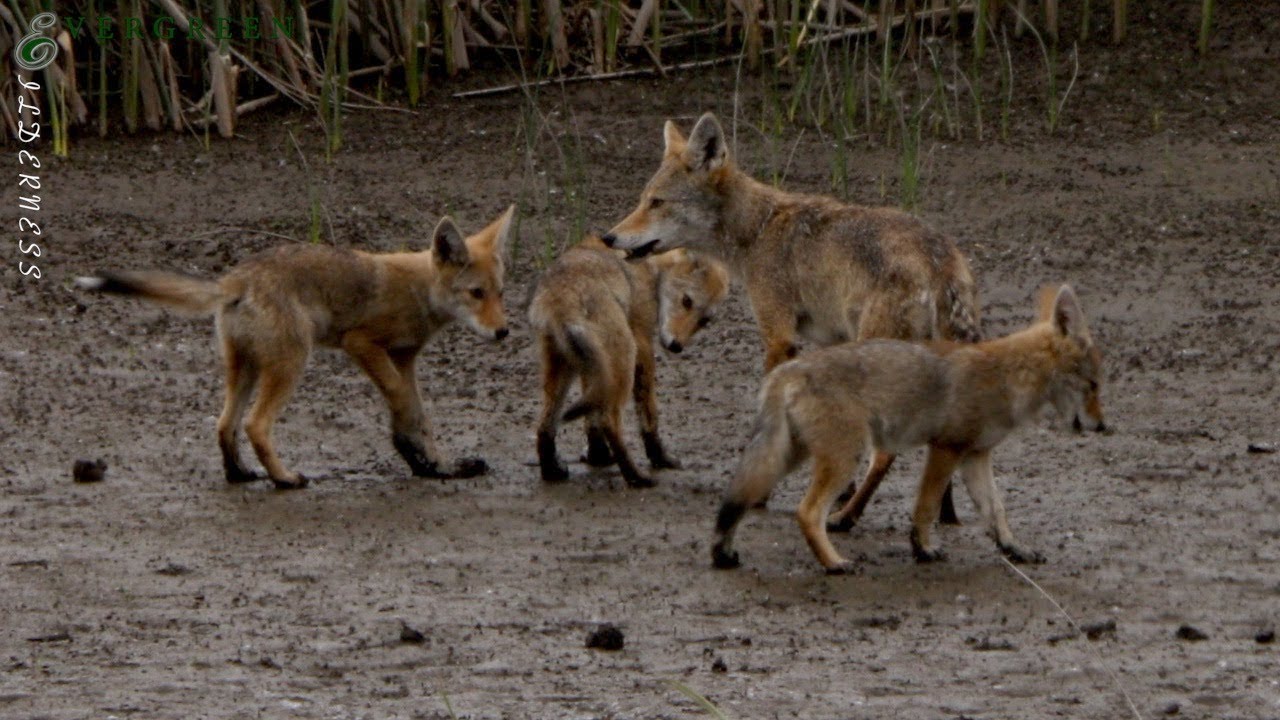 Coyote Pups | Columbia River
