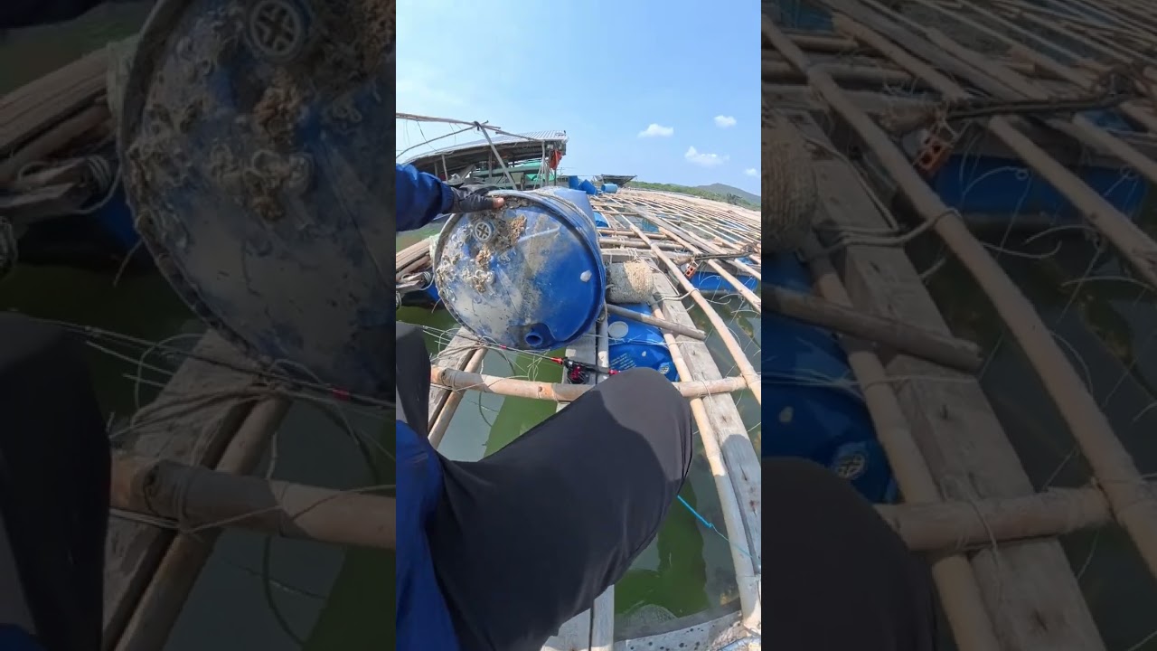 C&acirc;u c&aacute; giải tr&iacute; 