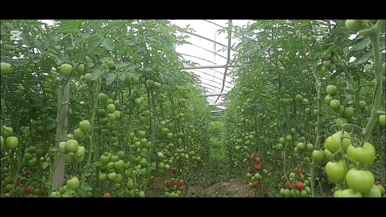 टमाटर खेती 🍅🍅