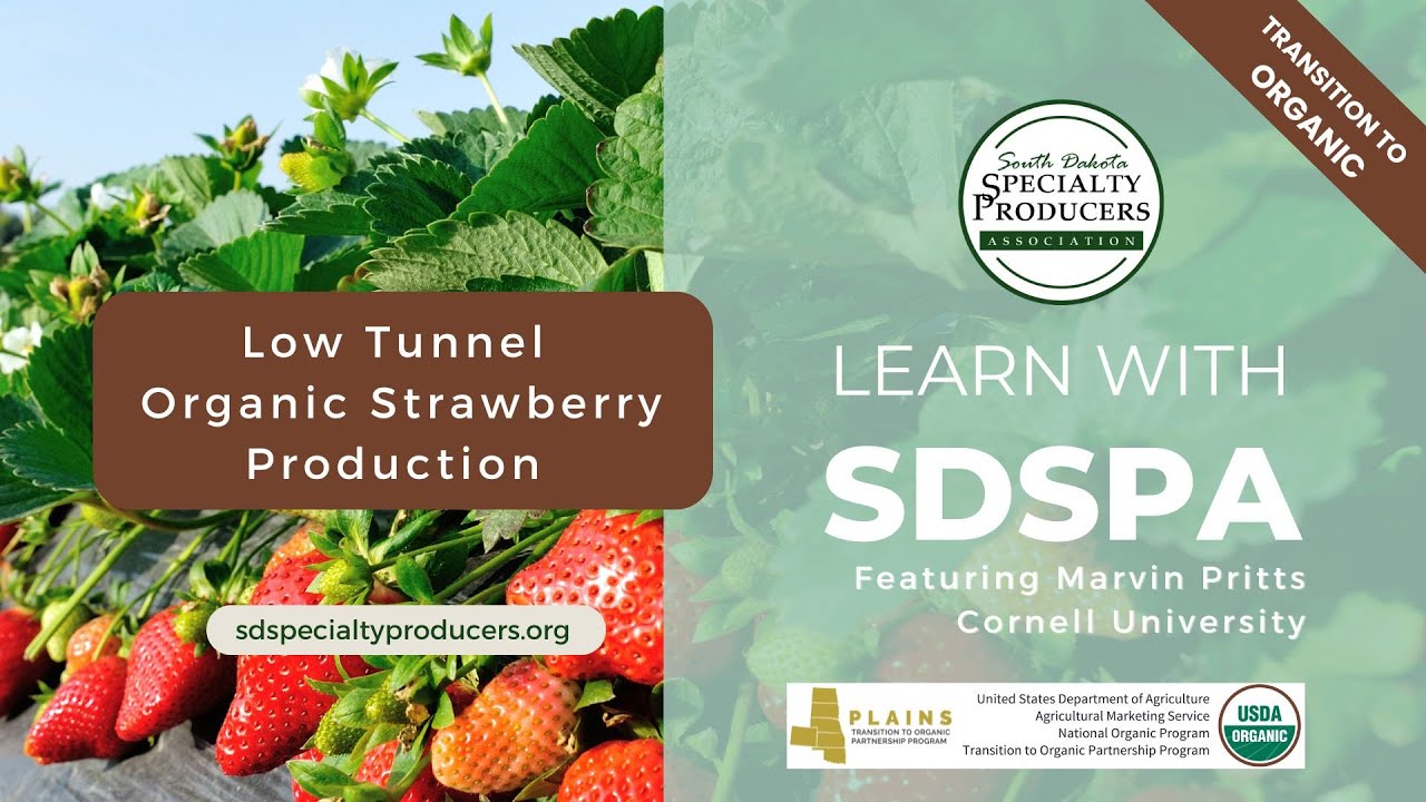 Low Tunnel Organic Strawberry Production
