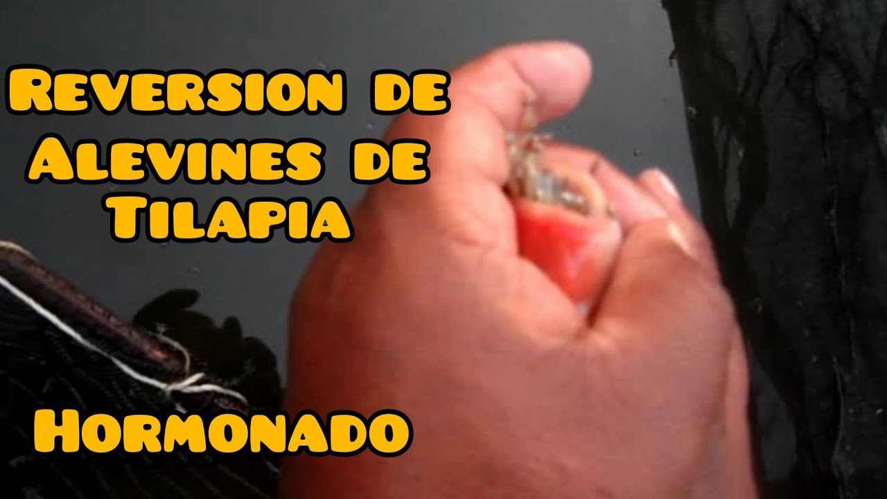 REVERSIÓN DE ALEVINES DE TILAPIA (HORMONADO DE CRIAS DE TILAPIA).
