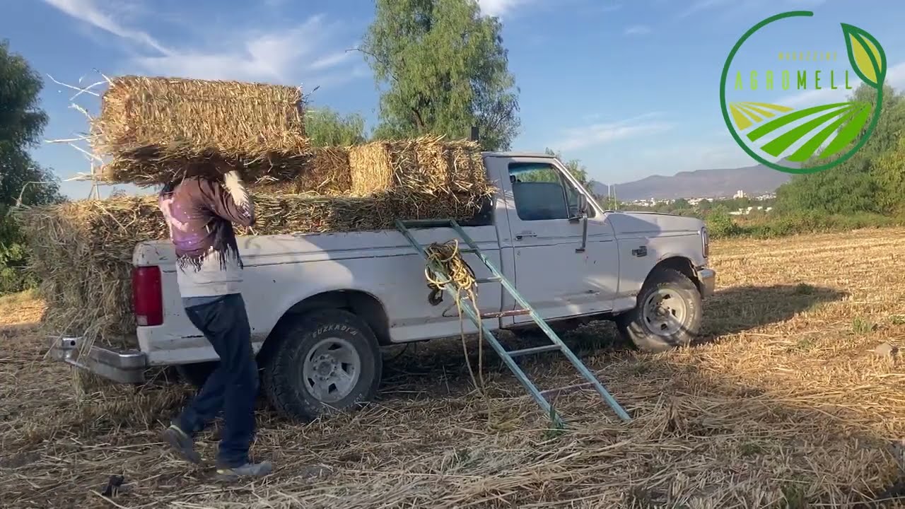 CULTIVO DE AVENA / PRODUCCIÓN PARA FORRAJE / AVENA FORRAJERA