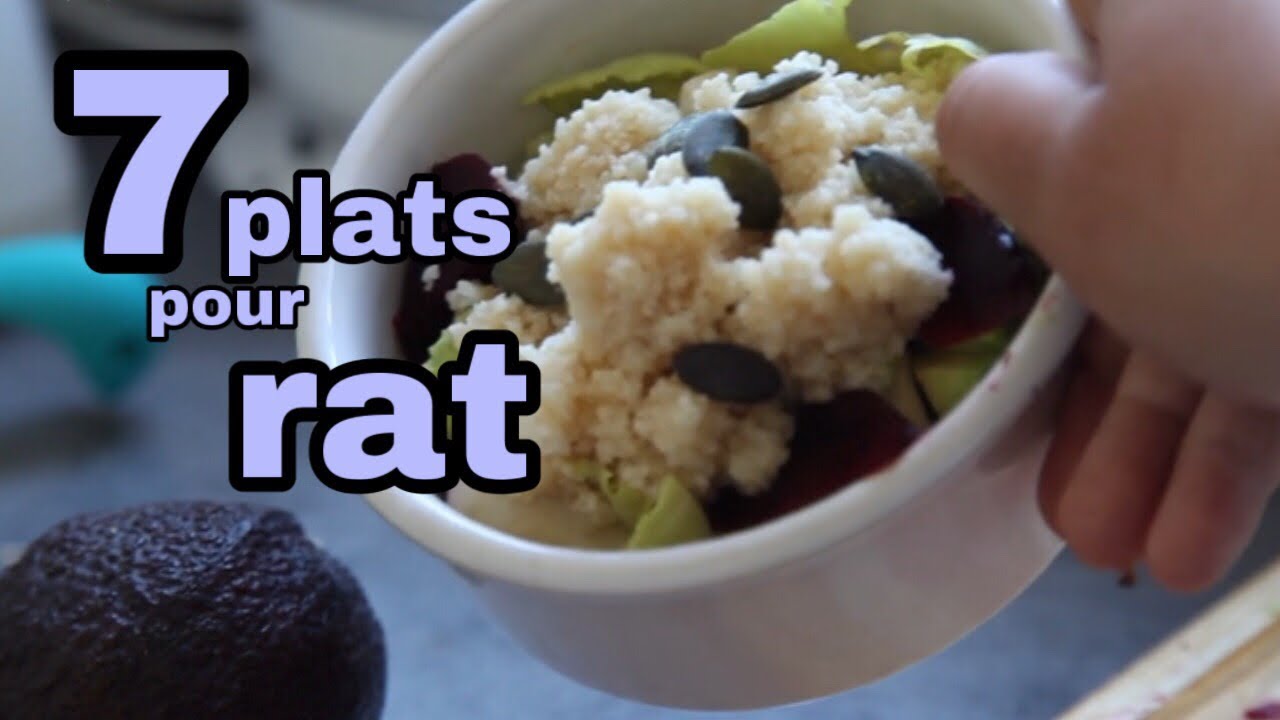 7 plats variés pour rat