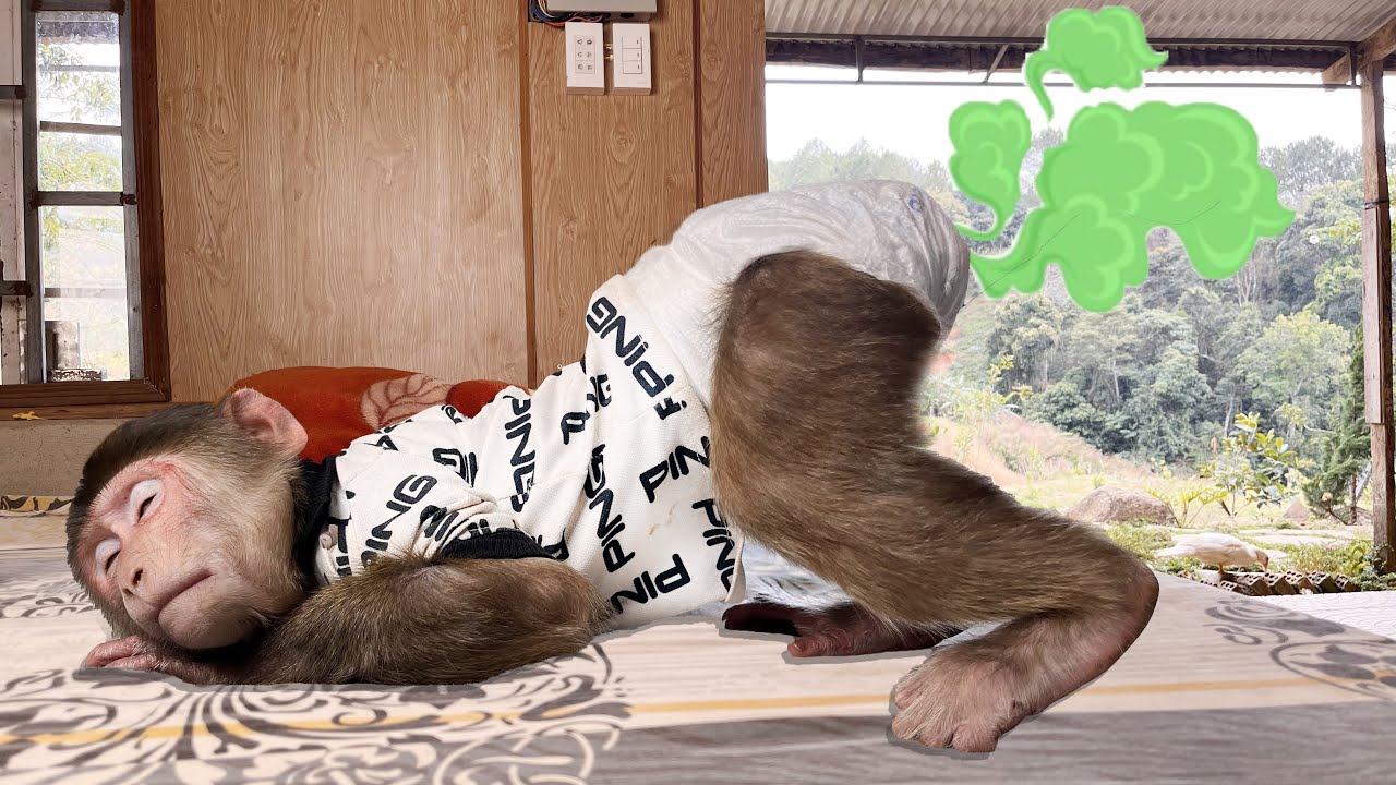 Monkey Max has a stomachache that worry his dad