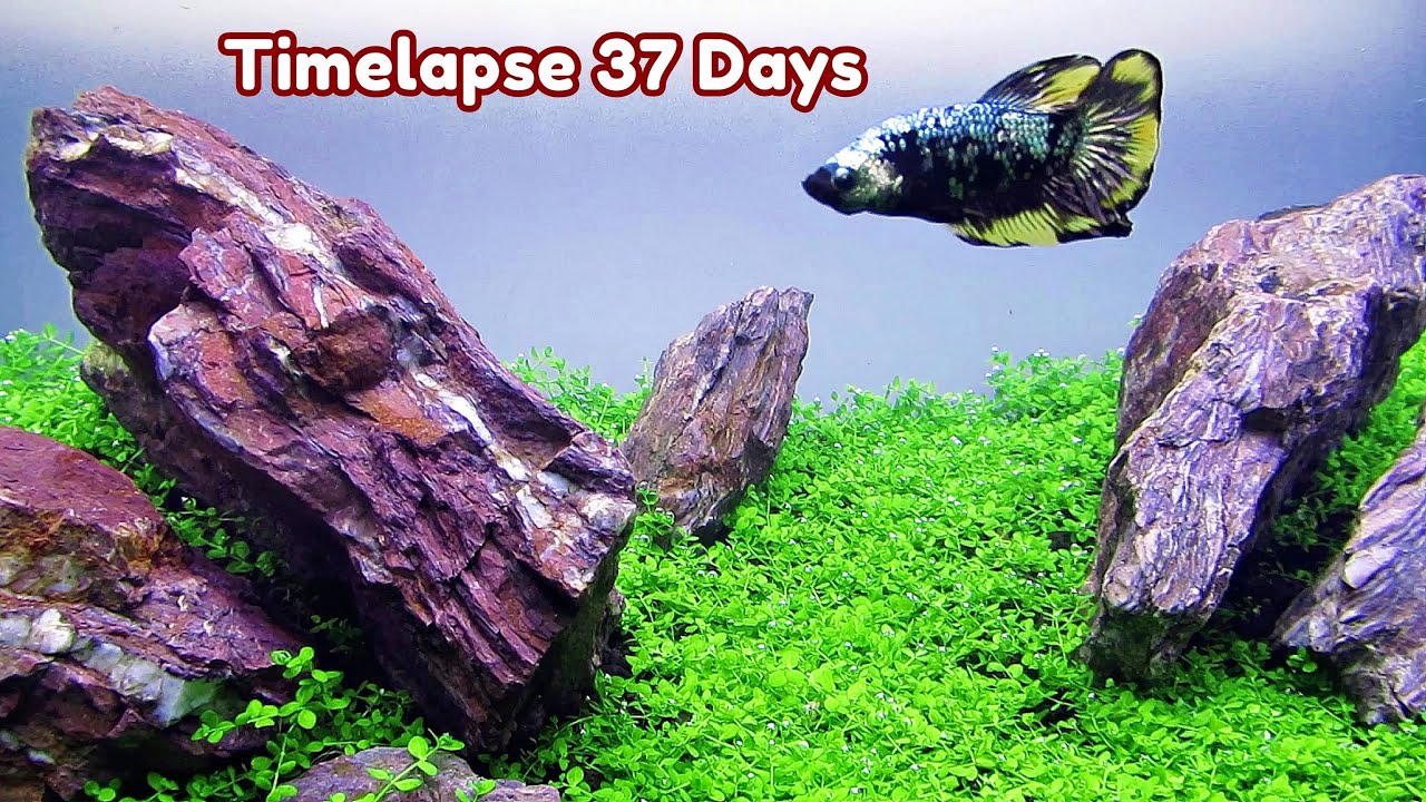 PLANTED AQUARIUM SETUP, Monte Carlo Aquarium Plant