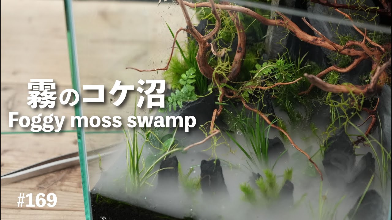 霧のでるコケ沼【30cmCUBE アクアテラリウム】#169