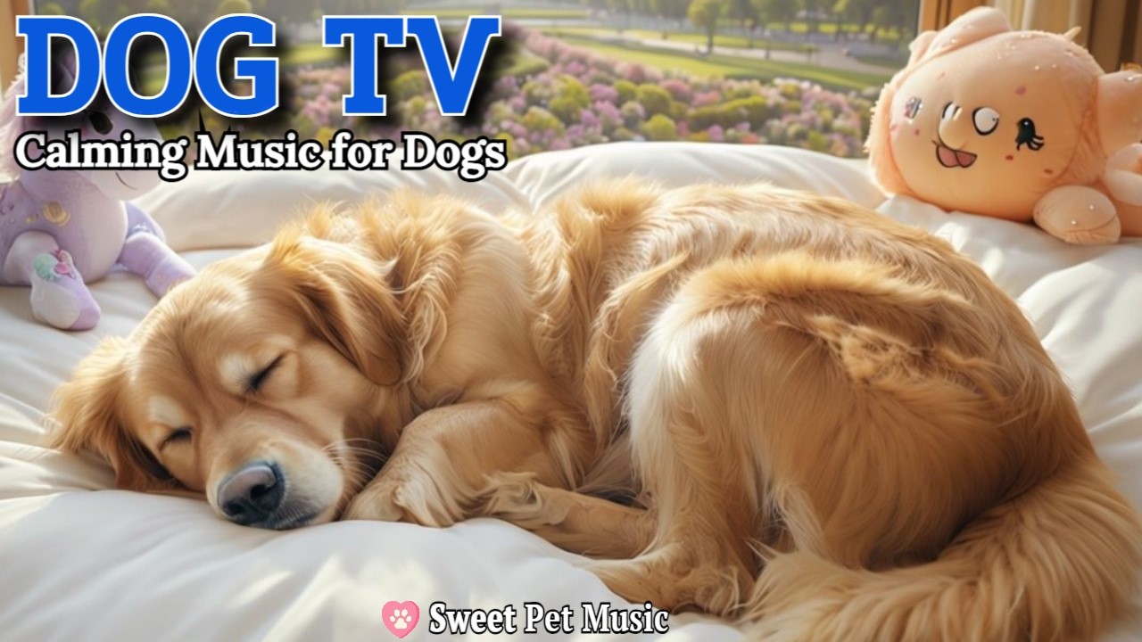 20 Hours of Calming Dog Music🦮💖Immediate Calm & Stress Relief for All Dogs🎵💤Ultimate Comfort Dog TV