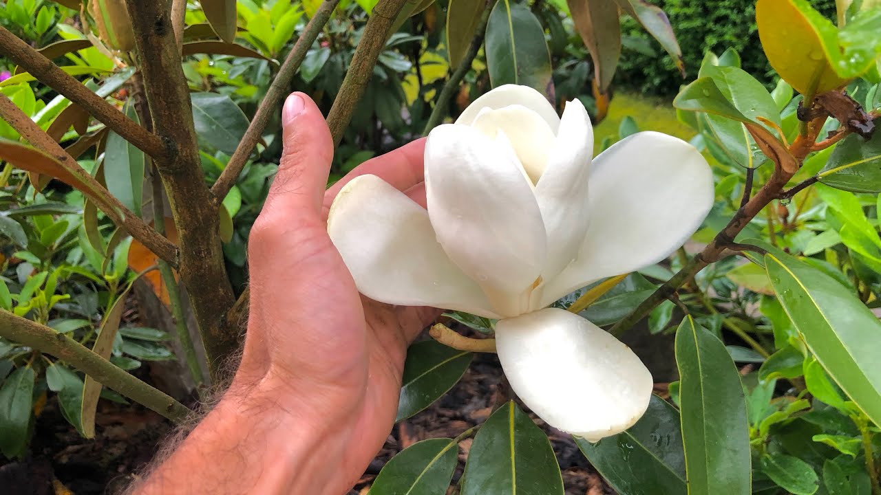 Magnolia (grandiflora) zimozielona Alta- pierwszy kwiat