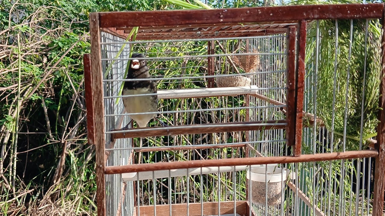 Fui da sol no meu papacapim e vejam o que apareceu??,???