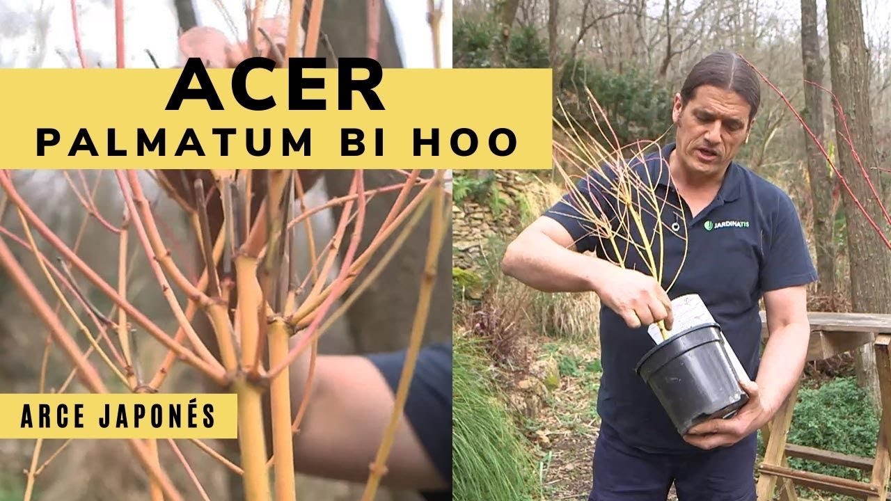 El Acer Palmatum Bi Hoo - Bricoman&iacute;a - Jardinatis