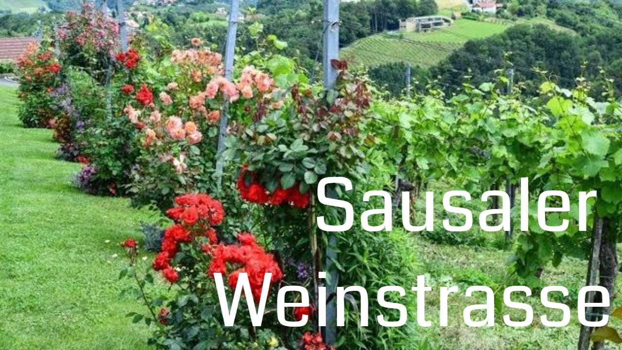 Auf Genuss Tour entlang der Sausaler Weinstrasse