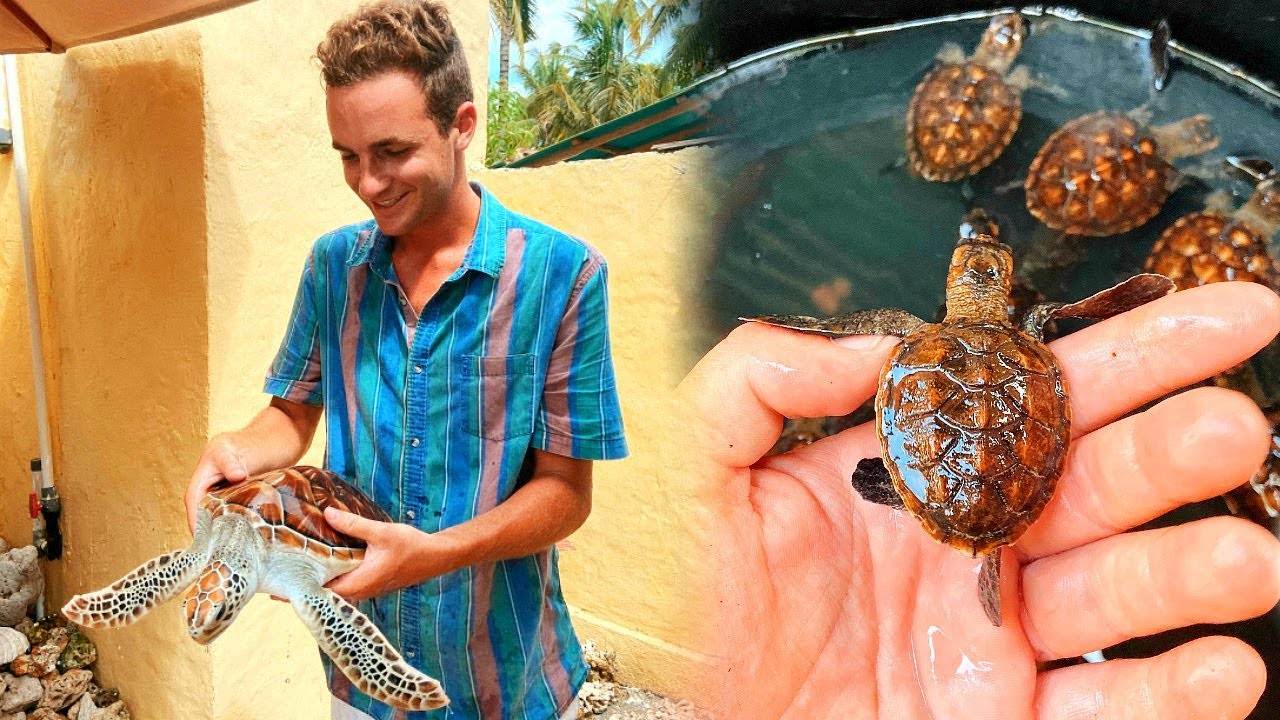 Day In The life As A Sea Turtle Volunteer In Bali