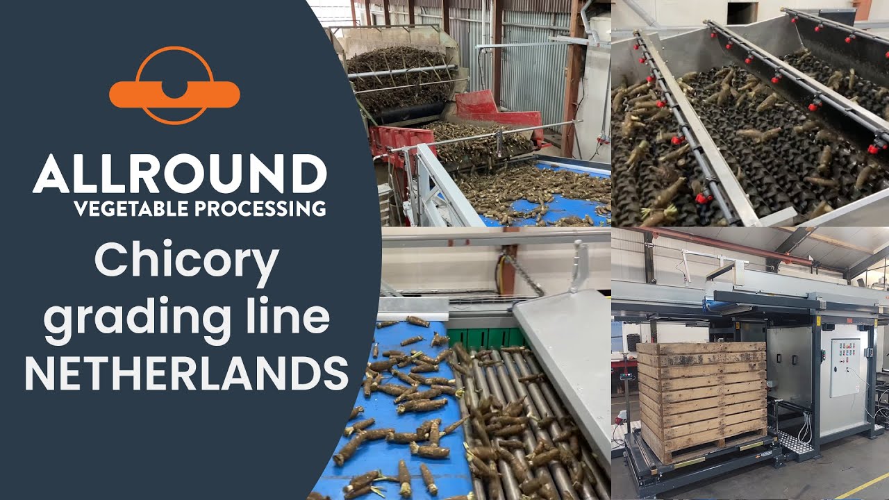 Chicory grading line | HHC | Netherlands | Allround Vegetable Processing