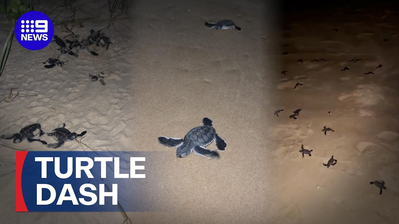 Dozens of turtle hatchings dash for the ocean on the Gold Coast | 9 News Australia