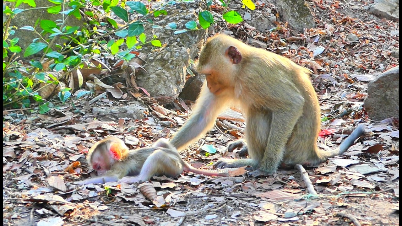 Updated News ...// Rainbow came to check little Levy, why he was silent on the ground for so long.