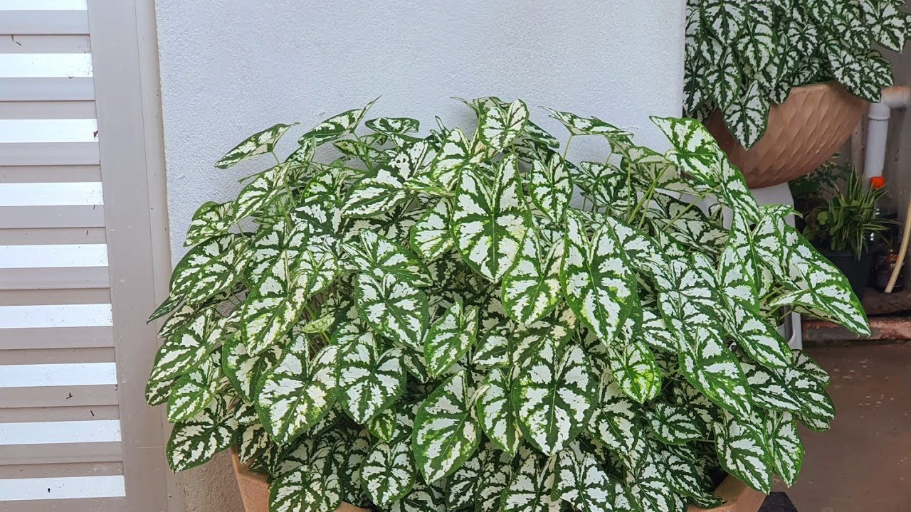 RESPONDENDO 7 PERGUNTAS SOBRE CULTIVO DE MINI CALADIUM BRANCO TIRE SUAS DÚVIDAS
