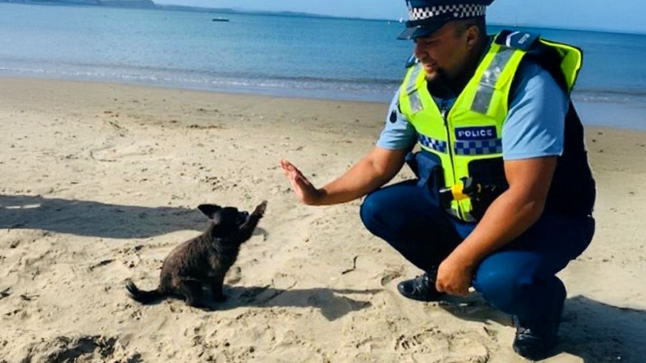 The Cutest Encounters Between Animals and Police! 😂 Funny Animals and Humans
