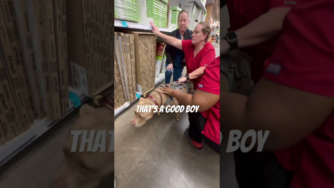 Они и понятия не имеют, какой он сильный. 🤣🤣🤣 