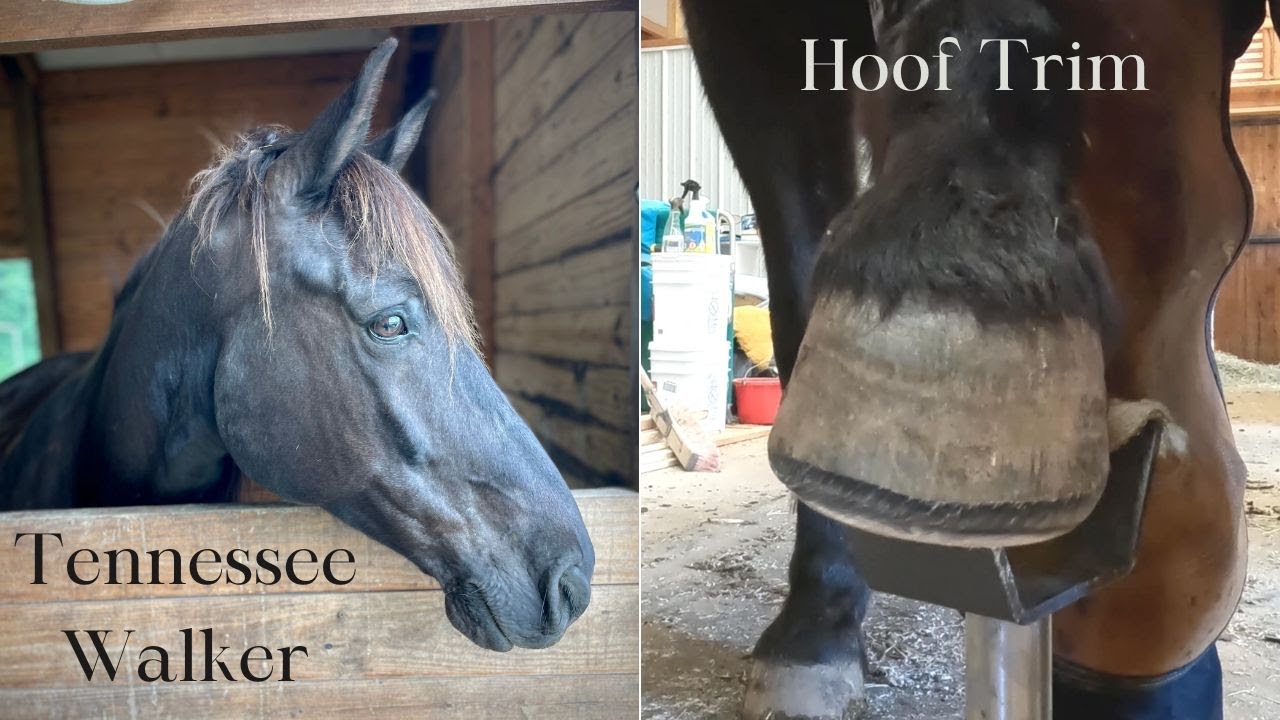 Trimming a Horse With Cut Stifles #tennesseewalker #hoof #satisfying #asmr #trimmer