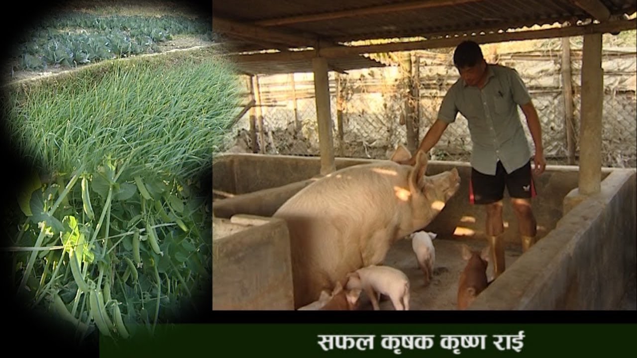 Successful farmer Krishna Rai | सफल कृषक कृष्ण राई  |