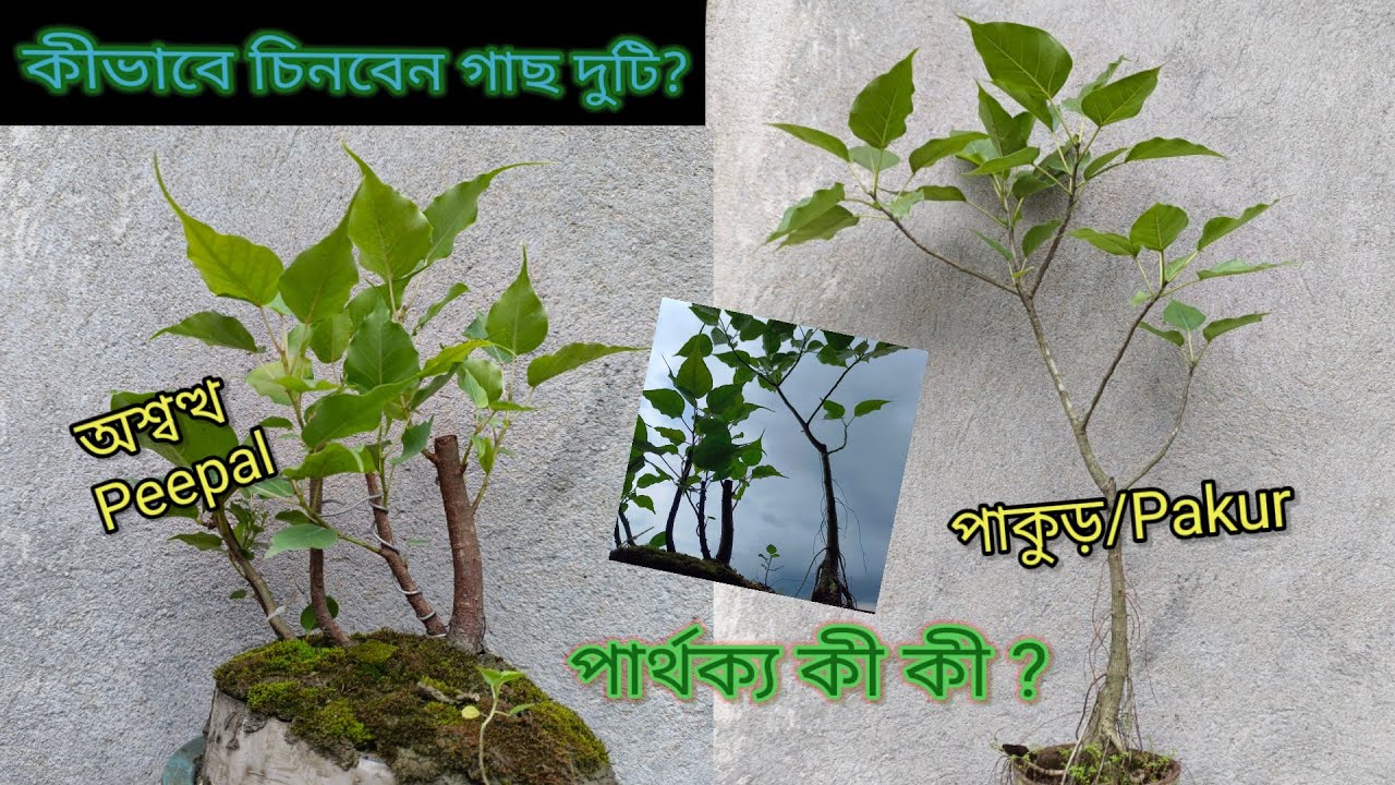 Pakur vs Peepal: The Ultimate Tree Showdown