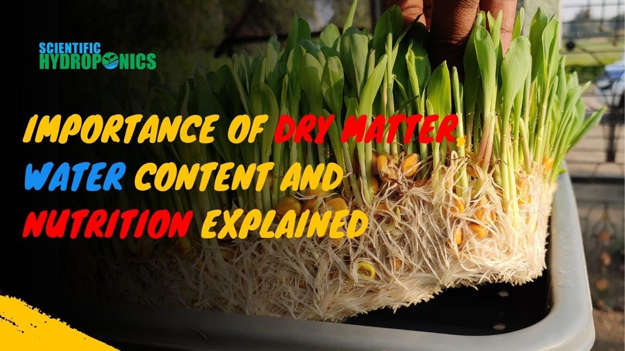Hydroponic fodder | Ashwin Sawant I Importance of Dry Matter, Water Content and Nutrition Explained