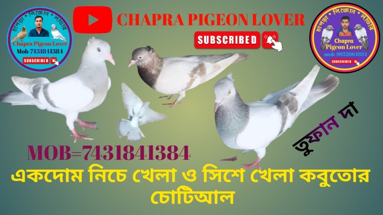একদোম নিচে খেলা ও সিশে খেলা কবুতোর চোটিআল    তুফান দার কবুতোর
