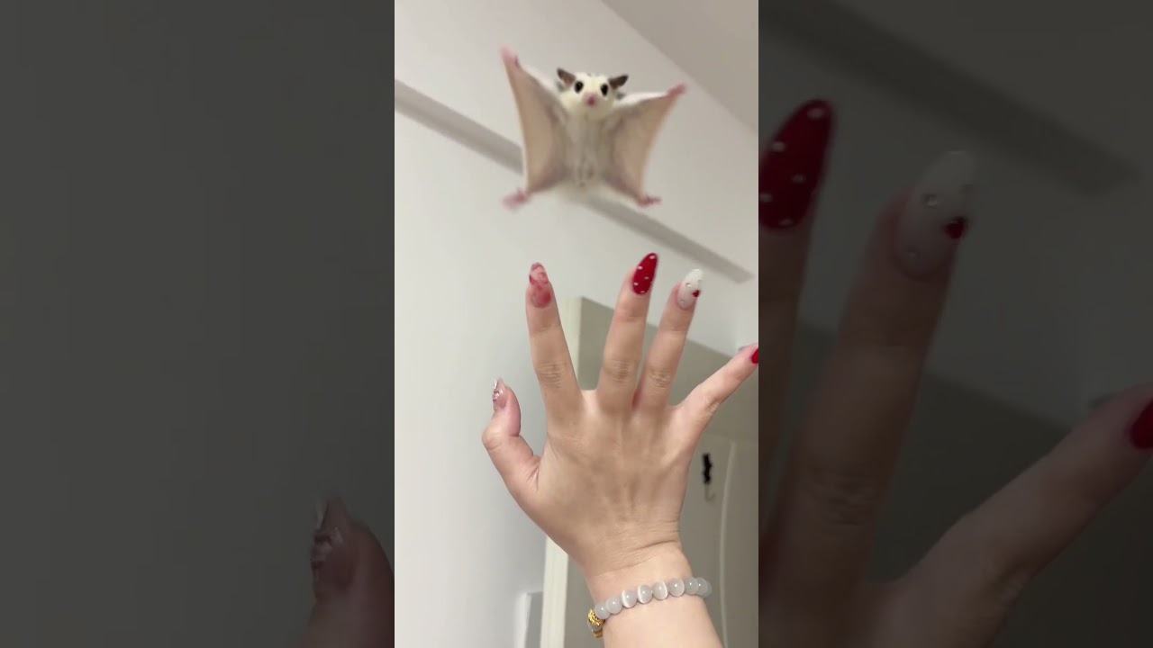 Ultimate Sugar Glider Flight! | The Best Way to Show Off My Nails ✈️💅