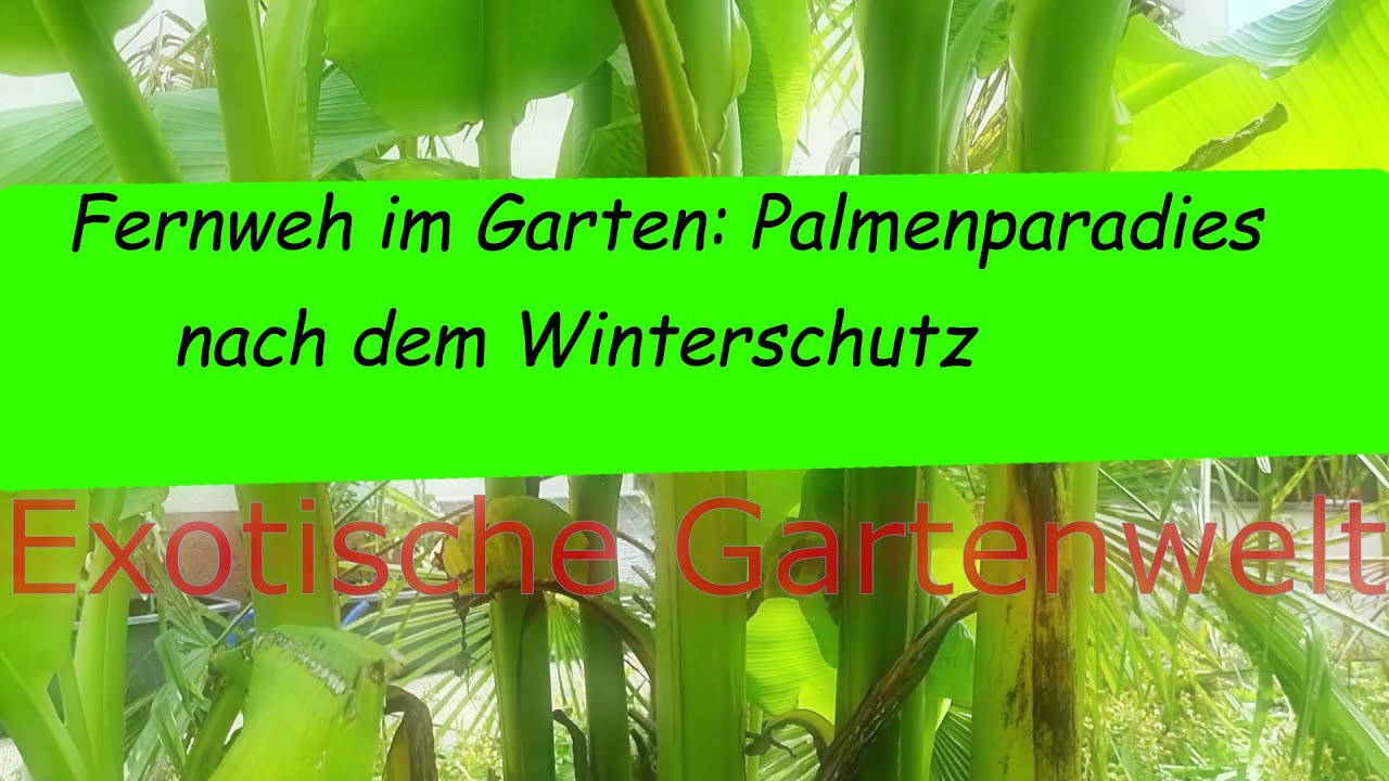 Palmenparadies nach dem Winterschutz